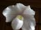 Продам редкие видовые и гибридные  орхидеи. Фото 3.