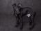 Щенок левретки черного окраса - Антураж. Фото 1.