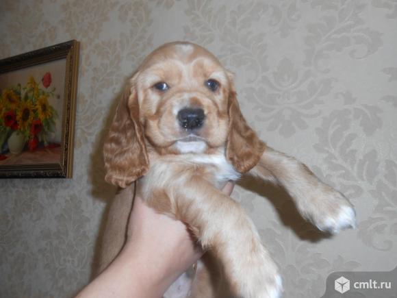 Шикарные спаниельки. Фото 1.