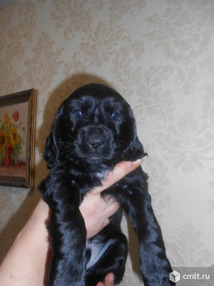 Шикарные спаниельки. Фото 6.