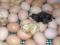 Продаю инкубационное яйцо цесарки.оплодотворенность 70-80%. Вывод 60-70%.. Фото 3.