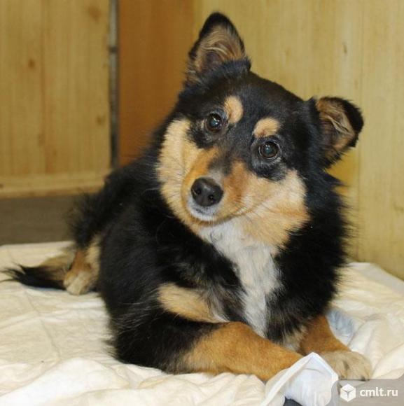 Метис вельш-корги д`Артаньян. Фото 3.