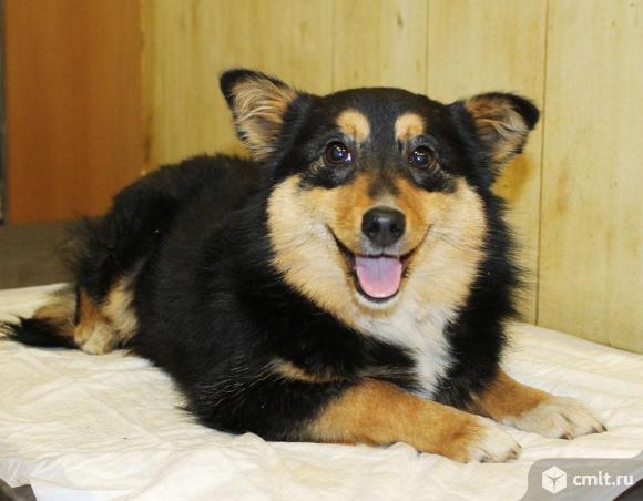 Метис вельш-корги д`Артаньян. Фото 1.