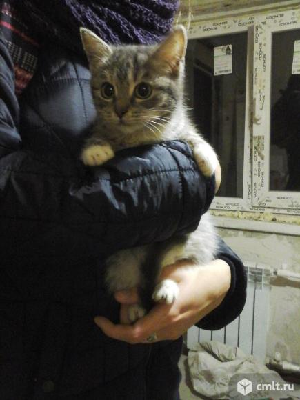 Маленькая очаровательная Бусинка в добрые руки. Фото 1.