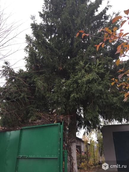 Большая ёлка. Фото 1.