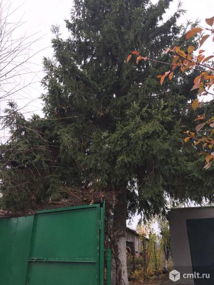 Большая ёлка. Фото 8.