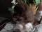 Чихуахуа щенок, мальчик, окрас шоколад с подпалом. Фото 2.