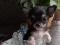 Чихуахуа щенок, мальчик, мини, черный с подпалом. Фото 1.