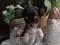 Чихуахуа щенок, мальчик, мини, черный с подпалом. Фото 3.