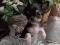 Чихуахуа щенок, мальчик, мини, черный с подпалом. Фото 4.