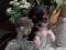 Чихуахуа щенок, мальчик, мини, черный с подпалом. Фото 5.