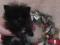 Шпица померанского щенки, черные, 2 мальчика. Фото 4.