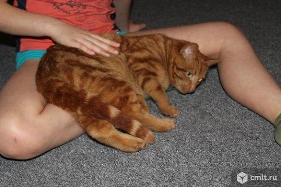 Пропал рыжий кот. Фото 1.