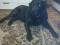 Найдена собака без ошейника. Порода Лабрадор, черного окраса без ошейника. Фото 1.