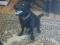 Найдена собака без ошейника. Порода Лабрадор, черного окраса без ошейника. Фото 2.