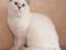 Лиловая поинтовая кошка с голубыми глазами. Фото 1.