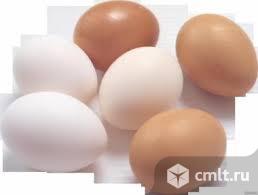 Домашние куриные яйца. Фото 1.