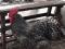 Инкубационное яйцо кур мини мясной палевой , Бресс галльская, Маран, Билифельдер.. Фото 7.