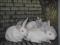 Кролики Белый великан,БСС. Фото 5.