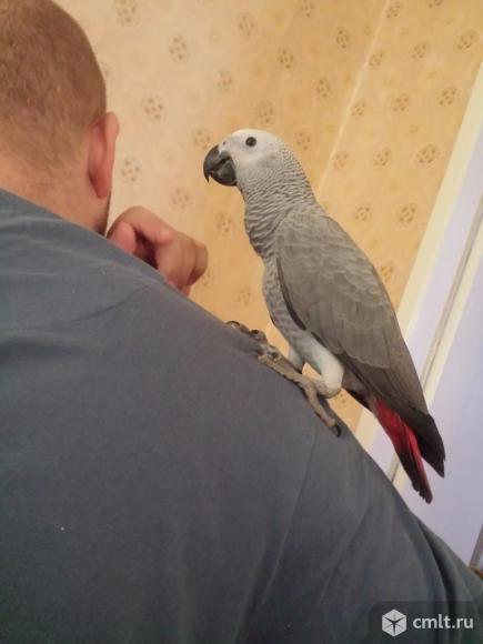 Жако птенцы выкормыши. Фото 1.