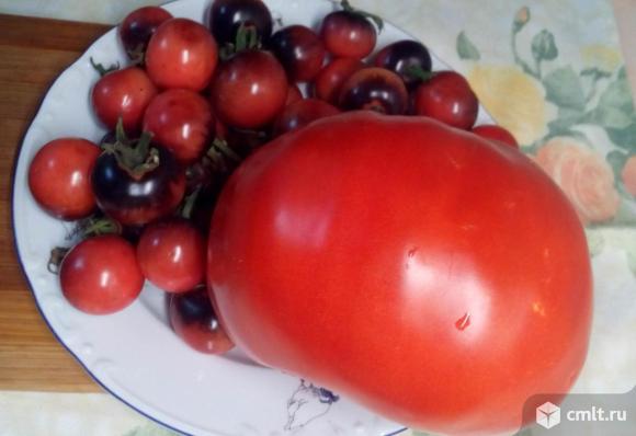 Семена томатов. Фото 1.