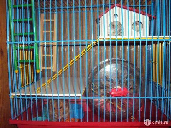 Отдам бесплатно хомяка и клетку!. Фото 4.