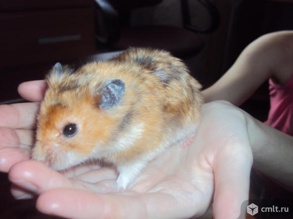 Отдам бесплатно хомяка и клетку!. Фото 1.