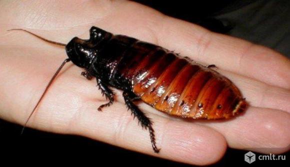 Мадагаскарские тараканы. Фото 1.
