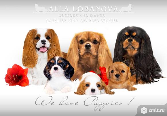 Щенки Кавалер Кинг Чарльз Спаниель. Фото 1.