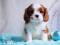 Щенки Кавалер Кинг Чарльз Спаниель. Фото 6.