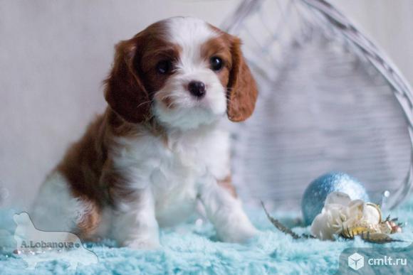 Щенки Кавалер Кинг Чарльз Спаниель. Фото 7.