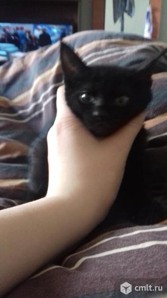 Котенок мальчик. Фото 1.