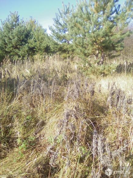 Участок 10 сот.. Фото 4.