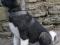 Акита американская щенки с родословной. Фото 5.