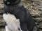 Акита американская щенки с родословной. Фото 1.
