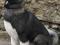 Акита американская щенки с родословной. Фото 2.