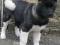 Акита американская щенки с родословной. Фото 8.