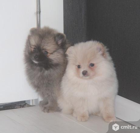 Шпиц. Соболь мальчик и крем девочка. Фото 1.