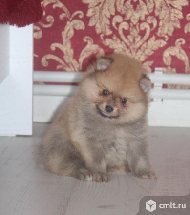 Шпиц. Соболь мальчик и крем девочка. Фото 2.