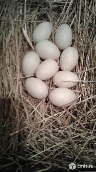 Инкубационные яйца пекинских уток. Фото 1.