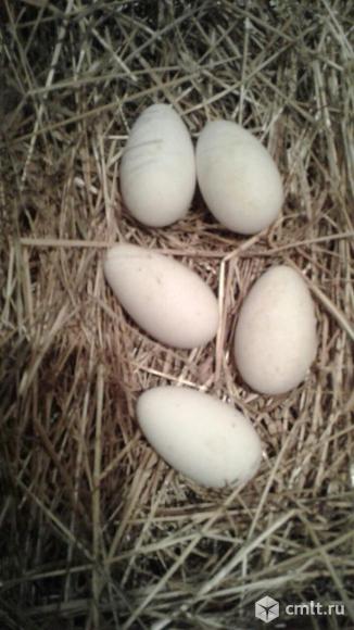 Инкубационные яйца гусей. Фото 1.