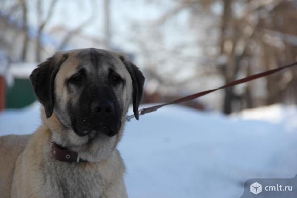 Щенки турецкого кангала. Фото 1.