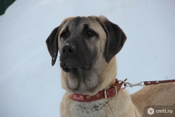 Щенки турецкого кангала. Фото 2.