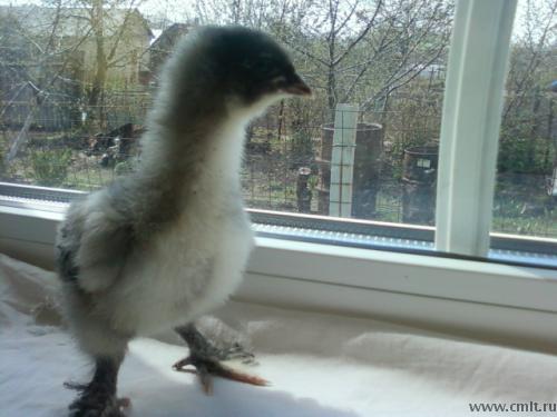 Цыплята породы орпингтон, брама, кохинхин. Фото 1.