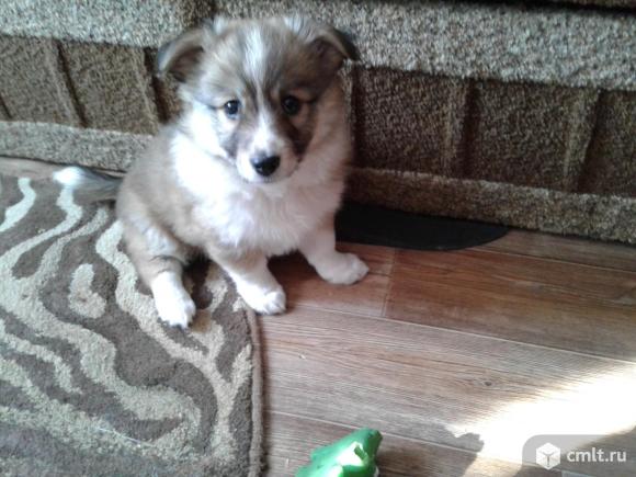 Немецкий шпиц помесь. Фото 1.