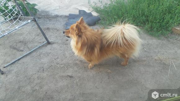 Немецкий шпиц помесь. Фото 6.