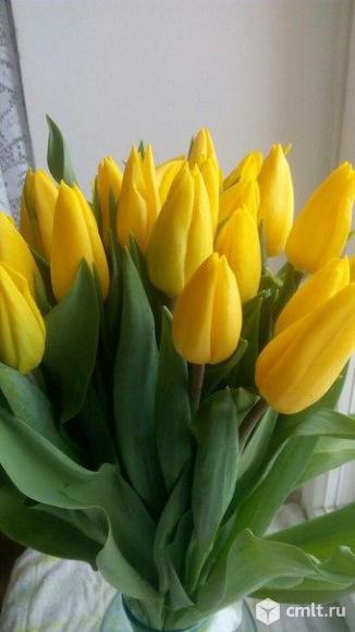 Тюльпаны оптом и в розницу к 8 марта. Фото 6.