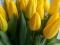 Тюльпаны оптом и в розницу к 8 марта. Фото 6.
