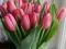 Тюльпаны оптом и в розницу к 8 марта. Фото 4.
