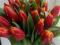 Тюльпаны оптом и в розницу к 8 марта. Фото 3.